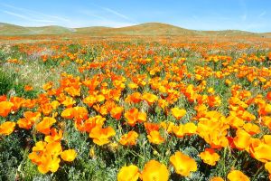 Antelope Valley Poppy Reserve - by Vahe Martirosyan - Wikimedia